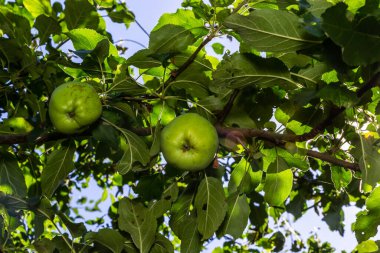 Yaz bahçesinde ağaçta taze yeşil elmalar.