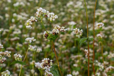 Buckwheat Fagopyrum esculentum in flower on the natural background. Cultivated plant. Macro. Top view.