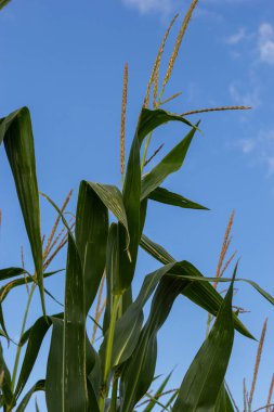 Corn Plantation Food. close up of a corn field in the countryside, many young corns are grown for harvesting to sell to a food factory.