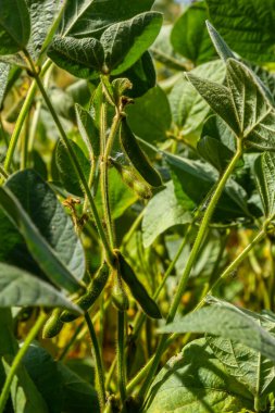 Yazın ortasında bir tarlada soya fasulyesi yetiştirirken..