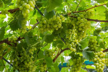 Ripe grapes grow on bushes. Bunch of grapes before harvest.