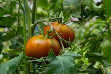 Bir serada yetiştirilen güzel kırmızı olgunlaşmış domatesler. Bahçe domates fotoğraf kopya alanı ile. Sığ derinlik-in tarla.