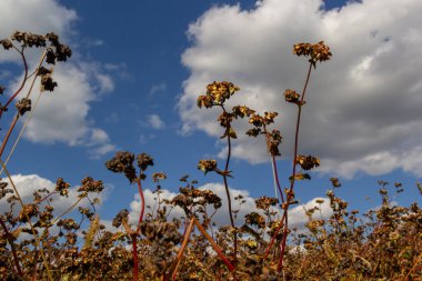 Ripe buckwheat plants on the field. Selective focus. Shallow depth of field.