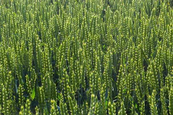 Agricultural Field Green Rye Grows Agriculture Obtaining Grain Crops Rye — Stock fotografie