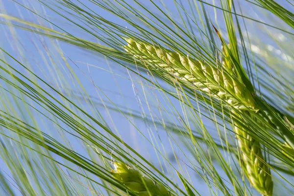 Early summer wheat crop blowing in the breeze .Traditional green wheat crops unique natural photo .Young wheat plants growing on the soil.