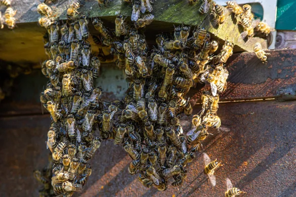 Рій Медоносних Бджіл Літають Навколо Вулика Бджоли Які Повертаються Збирати — стокове фото