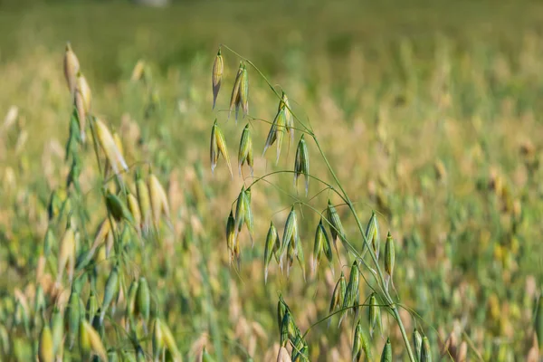 Avena Sativa Common Oat Cereal Grain Grown Human Consumption Oatmeal — Φωτογραφία Αρχείου