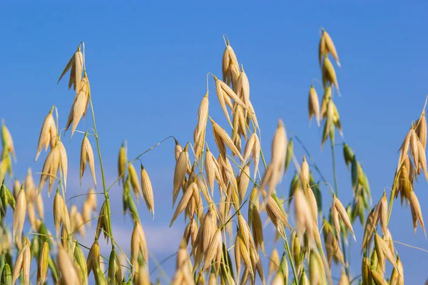 Avena sativa, Common oat, cereal grain grown for human consumption as oatmeal and rolled oat.