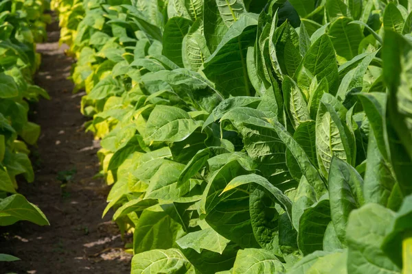 Green leaf tobacco in a blurred tobacco field background, close up. Tobacco big leaf crops growing in tobacco plantation field.