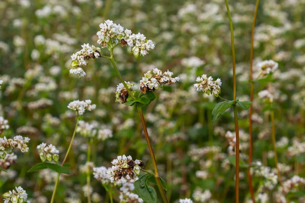 Buckwheat Fagopyrum esculentum in flower on the natural background. Cultivated plant. Macro. Top view.