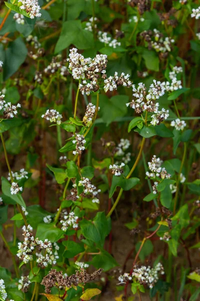 Buckwheat Fagopyrum Esculentum Flower Natural Background Cultivated Plant Macro Top — ストック写真