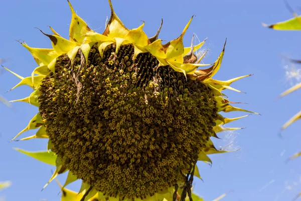 Ripe Sunflower Field Raw Material Production Healthy Oil — Foto de Stock