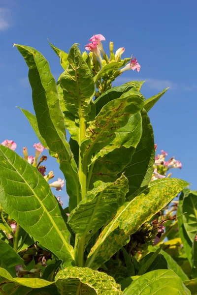 Flowering tobacco plants on tobacco farm. Tobacco flowers, close up.