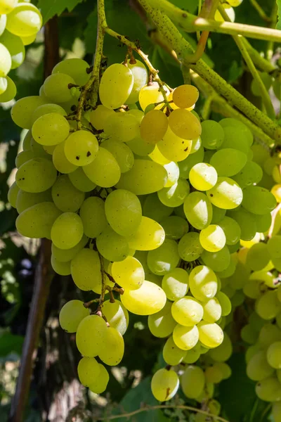 Ripe Grapes Grow Bushes Bunch Grapes Harvest — Foto Stock