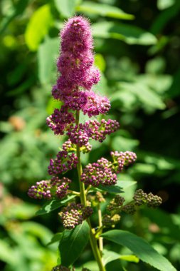 Gül filizi pembe çiçek başakçığı, Spiraea douglasii, Batı spireası ve çan kulesi olarak da bilinir..