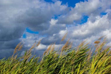 Common reed Phragmites australis. Thickets of fluffy dry trunks of common reed against background of blue autumn sky. Close-up. Nature concept for design.