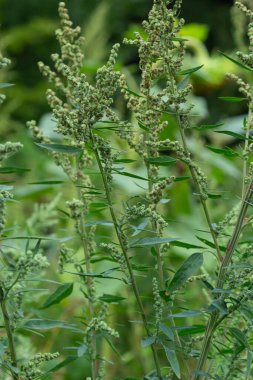 Chenopodium albümü, Lobodaceae ailesinin grimsi toz bitkileriyle kaplı, her yıl üretilen gri-yeşil otların bir türüdür..