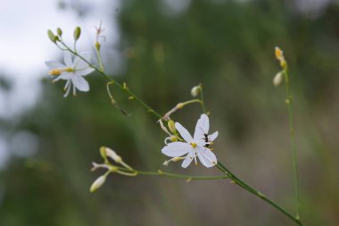 Anthericum ramosum, known as branched St Bernard's-lily, white flower, herbaceous perennial plant, blurred dark green background, selective focus.