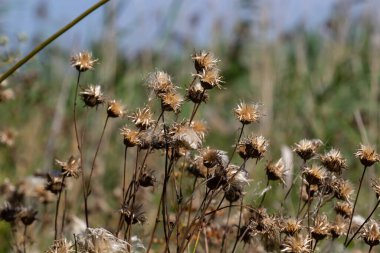 Centaurea Jacea, aster ailesinin bir tarla bitkisidir. Tohumlu sonbahar bitkileri. İlaç bitkileri.