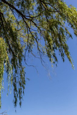 Ağlayan söğüt ağacı yeşilliği. Ağlayan söğüt dalları ve yeşil yapraklar. Ağlayan söğüt ağacının yeşil yapraklarının yakın görüntüsü.