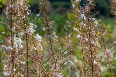 Ormanda tuhaf şekilli ateş otu çiçekleri. Vahşi doğa güzelliğinin sonbahar harikaları.