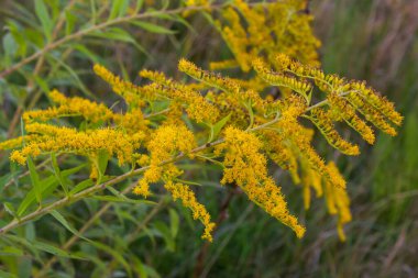 Ağustos ayında sarı Solidago çiçekleri. Solidago canadensis, Asteraceae familyasından uzun ömürlü bir bitki türü..