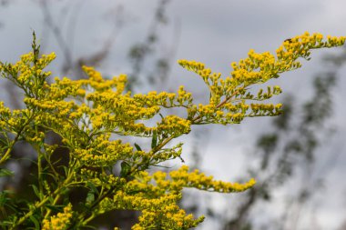 Ağustos ayında sarı Solidago çiçekleri. Solidago canadensis, Asteraceae familyasından uzun ömürlü bir bitki türü..
