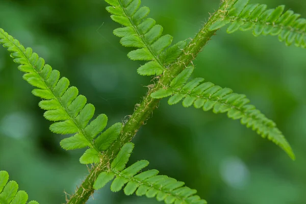 Fern Sporlarla Üreyen Tohumu Çiçeği Olan Bir Damar Bitkisi Grubunun — Stok fotoğraf