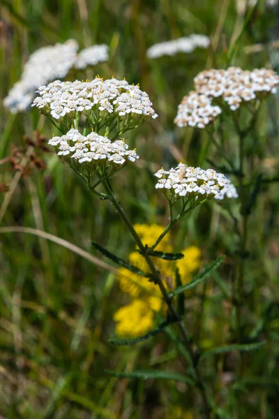 Yarrow Common Flowers Medicinal Plant Raw Materials Medical Industry — Photo