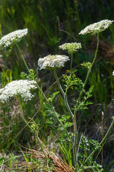 Daucus Carota Inflorence Показывая Пумбели Белые Маленькие Цветы Саду Цветущие — стоковое фото