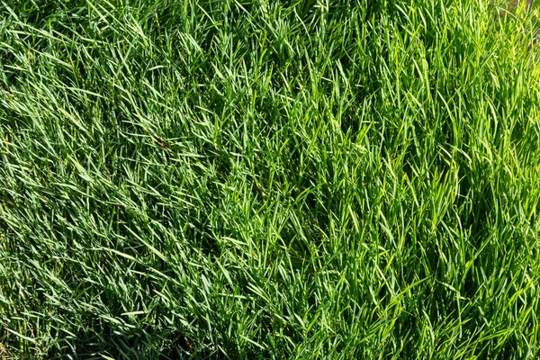 Texture Erba Verde Sul Prato Bellissimo Sfondo Verde Alta Qualità — Foto Stock