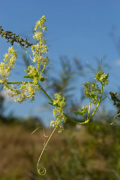 Echinocystis Monotypní Rod Čeledi Tykvovitých Cucurbitaceae Jediným Druhem Lobata Běžně — Stock fotografie