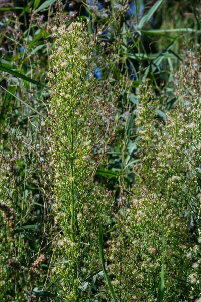 エリゲロン カナデンシス Erigeron Canadensis アスタ科の開花植物の一種です ラテン系カナデンシスは カナダのどこで成長するかを示す上皮細胞です 種子を持つ秋の植物 薬用植物 — ストック写真