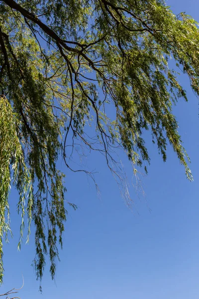 Weeping willow tree foliage background. Weeping willow branches with green leaves. Close up view of green foliage of crying willow tree.