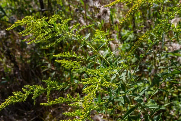8月にソリダゴの花の黄色の小穂 Solidago Canadensisは カナダのゴールデンロッドまたはカナダのゴールデンロッドとして知られる アスタリスク科の草本多年生植物です — ストック写真