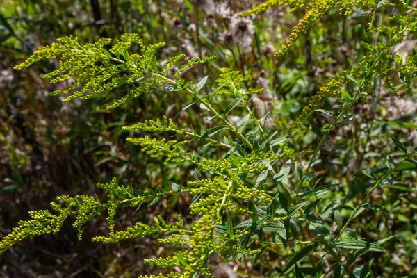 월에는 다고의 꽃들이 엔시스 Solidago Canadensis 캐나다 Canada Goldenrod 캐나다 — 스톡 사진