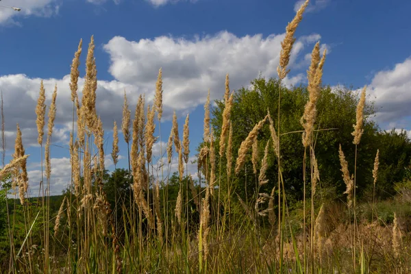 Calamagrostis Epigejos Una Planta Herbácea Perenne Familia Las Piernas Delgadas — Foto de Stock