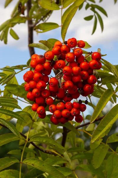 Роуэн Ветке Красный Ряд Ягоды Роуэн Рябиновом Дереве Sorbus Aucuparia — стоковое фото