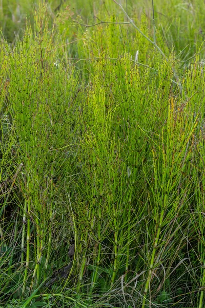 Koński Ogon Uzdrawiająca Roślina Tle Equisetum Arvense Lub Snake Grass — Zdjęcie stockowe