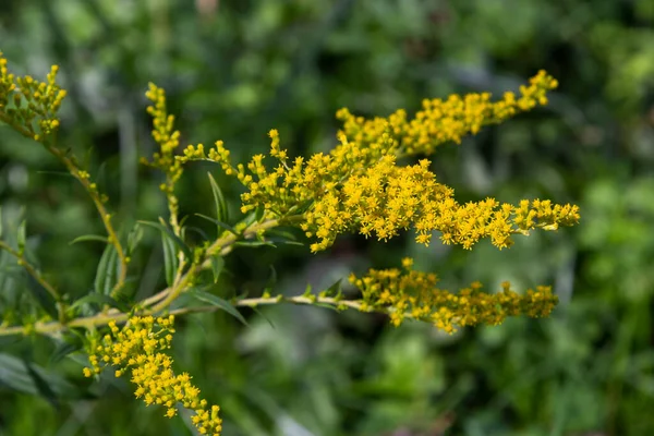 Yellow Panicles Solidago Flowers August Solidago Canadensis Known Canada Goldenrod — Stock Photo, Image