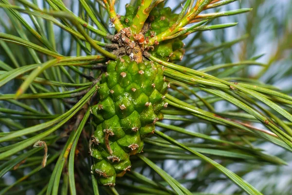 Pine Tree Green Pine Cone Hanging Fir Needles Branch Medicinal Stock Photo