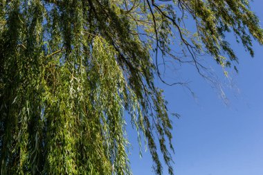 Ağlayan Altın Söğüt, dünyanın ılıman bölgelerindeki en popüler ve geniş bir alanda yetişmiş ağlayan ağaçtır..