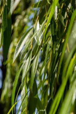 Ağlayan Altın Söğüt, dünyanın ılıman bölgelerindeki en popüler ve geniş bir alanda yetişmiş ağlayan ağaçtır..