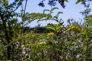 Ağustos ayında sarı Solidago çiçekleri. Solidago canadensis, Asteraceae familyasından uzun ömürlü bir bitki türü..