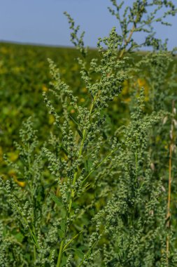 Chenopodium albümü, Lobodaceae ailesinin grimsi toz bitkileriyle kaplı, her yıl üretilen gri-yeşil otların bir türüdür..