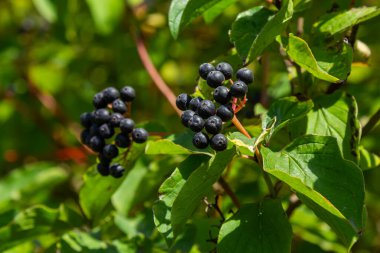 Cornus sanguinea, tohum familyasından bir bitki türü. Küçük çiçekli ve yenmez böğürtlenli uzun bir çalılık. Çim kuyusu süs bitkisi olarak yetiştirilir..