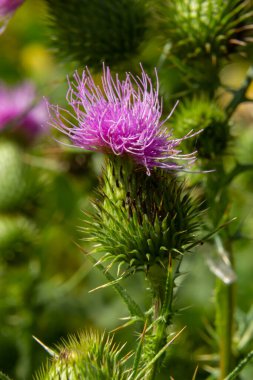 Devedikeni, devedikeni cinsinin Avrupa, Asya ve Kuzey Afrika 'ya özgü bir türüdür..