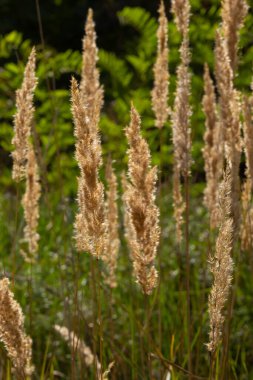 Calamagrostis epigejos, uzun sürünen bir rizomu olan ince bacaklı bir bitkidir..