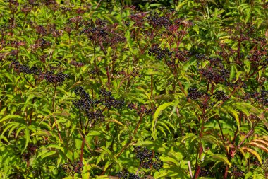Sambucus ebulus uzun ömürlü zehirli bir bitkidir. Ayrıca tıbbi bir bitki olarak da kullanılabilir..