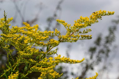 Solidago canadensis Kanada Goldenrod sarı çiçekler kapatmak.